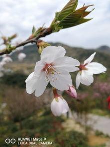 大慈花视频
