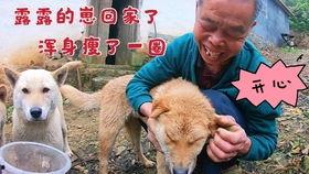土狗生产视频,温馨育儿瞬间